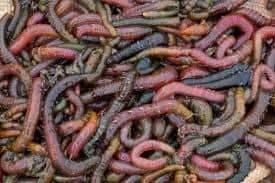 oltayem, oltayem.com, olta yemi, canlı yem, donuk yem, canlı balık yemi, canlı sülünez, mamun, bibi, boru kurdu, kaya kurdu, lugworm, çin kurdu, kum kurdu, deniz kurdu, canlı karides, canlı teke, canlı midye, donuk sardalya, donuk kalamar, donuk karides, donuk hamsi, donuk zargana, surf casting takımları, dip takımları, paternoster takımı, ikili askı takımı, tek iğneli uzun köstek, glow boncuklu gece takımı, urfe rig, rabeira rig, trave lungo, trave corto, trave scorrevole, levrek takımı, çipura takımı, mırmır takımı, eşkina takımı, lüfer takımı, kalkan takımı, istavrit takımı, Dalyan Oltacılık, Beylikdüzü, toptan canlı yem, perakende canlı yem, balıkçılık malzemeleri