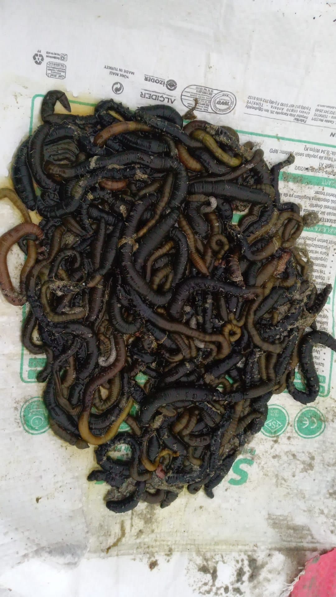 oltayem, oltayem.com, olta yemi, canlı yem, donuk yem, canlı balık yemi, canlı sülünez, mamun, bibi, boru kurdu, kaya kurdu, lugworm, çin kurdu, kum kurdu, deniz kurdu, canlı karides, canlı teke, canlı midye, donuk sardalya, donuk kalamar, donuk karides, donuk hamsi, donuk zargana, surf casting takımları, dip takımları, paternoster takımı, ikili askı takımı, tek iğneli uzun köstek, glow boncuklu gece takımı, urfe rig, rabeira rig, trave lungo, trave corto, trave scorrevole, levrek takımı, çipura takımı, mırmır takımı, eşkina takımı, lüfer takımı, kalkan takımı, istavrit takımı, Dalyan Oltacılık, Beylikdüzü, toptan canlı yem, perakende canlı yem, balıkçılık malzemeleri