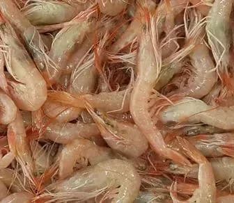 oltayem, oltayem.com, olta yemi, canlı yem, donuk yem, canlı balık yemi, canlı sülünez, mamun, bibi, boru kurdu, kaya kurdu, lugworm, çin kurdu, kum kurdu, deniz kurdu, canlı karides, canlı teke, canlı midye, donuk sardalya, donuk kalamar, donuk karides, donuk hamsi, donuk zargana, surf casting takımları, dip takımları, paternoster takımı, ikili askı takımı, tek iğneli uzun köstek, glow boncuklu gece takımı, urfe rig, rabeira rig, trave lungo, trave corto, trave scorrevole, levrek takımı, çipura takımı, mırmır takımı, eşkina takımı, lüfer takımı, kalkan takımı, istavrit takımı, Dalyan Oltacılık, Beylikdüzü, toptan canlı yem, perakende canlı yem, balıkçılık malzemeleri